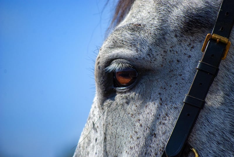 Medieval Horse